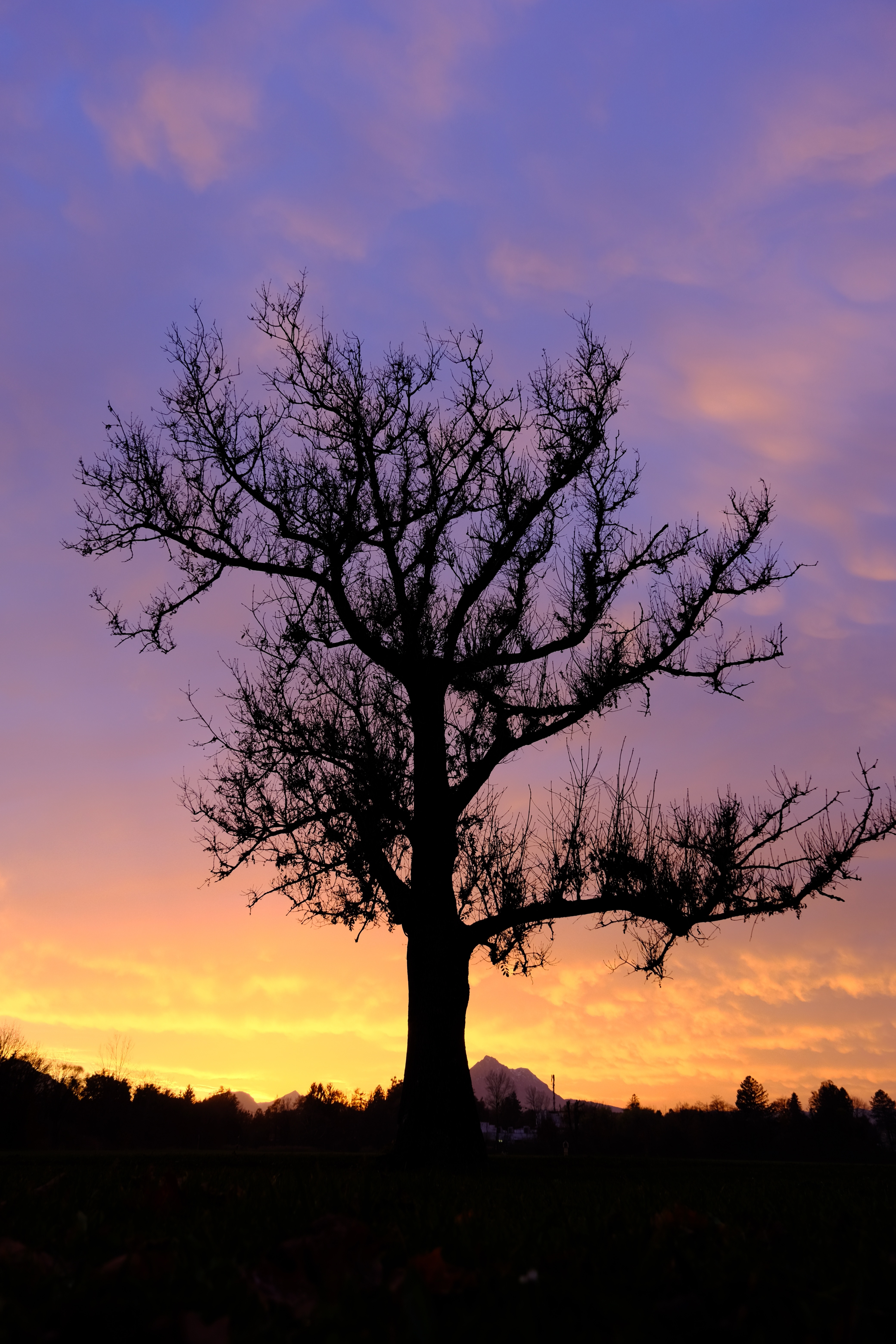 baum-sonnenuntergang-salzburg-gesundeit