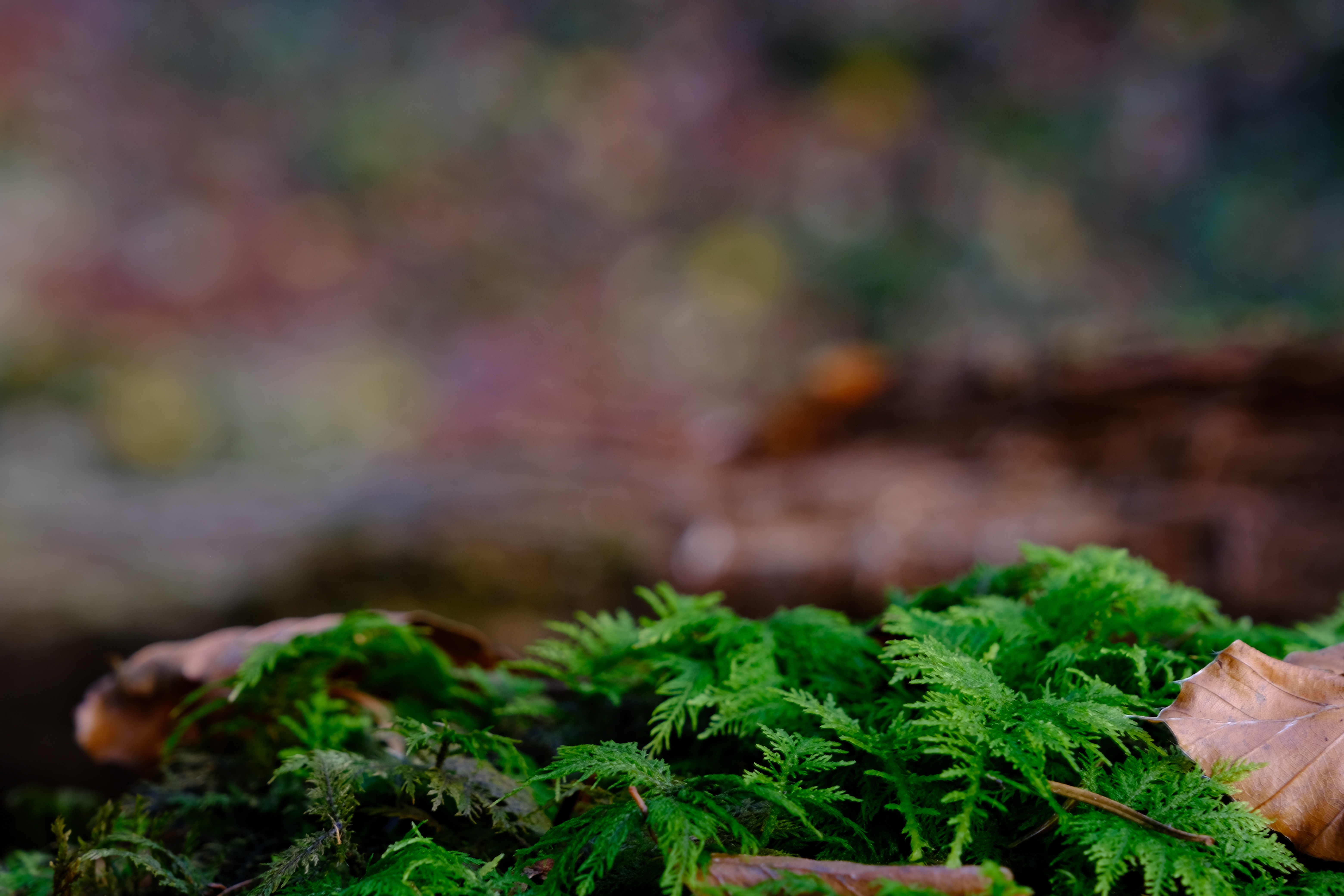natur-bewegt-salzburg-moos