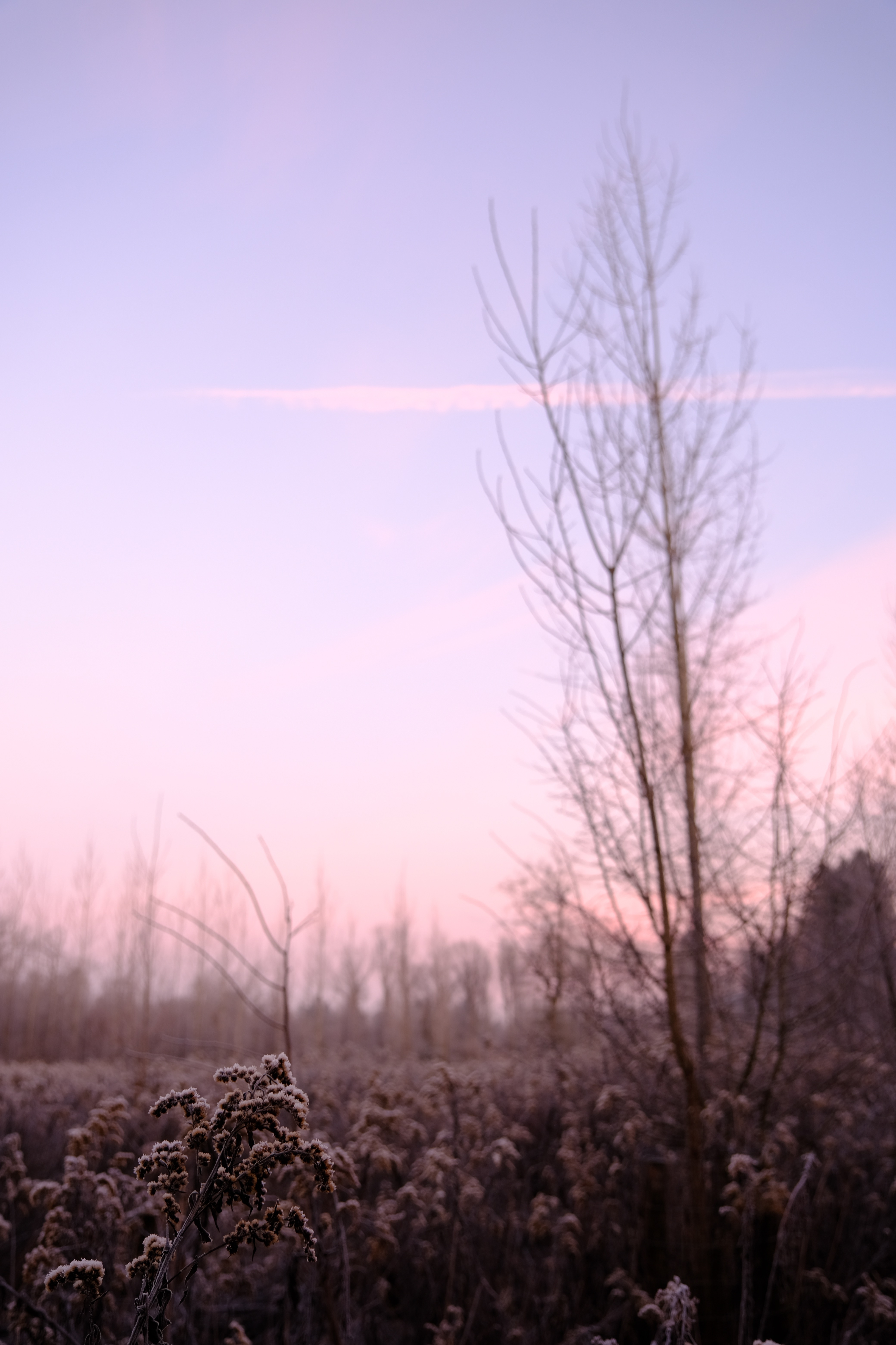 natur-gesundheit-baum-sonnenaufgang