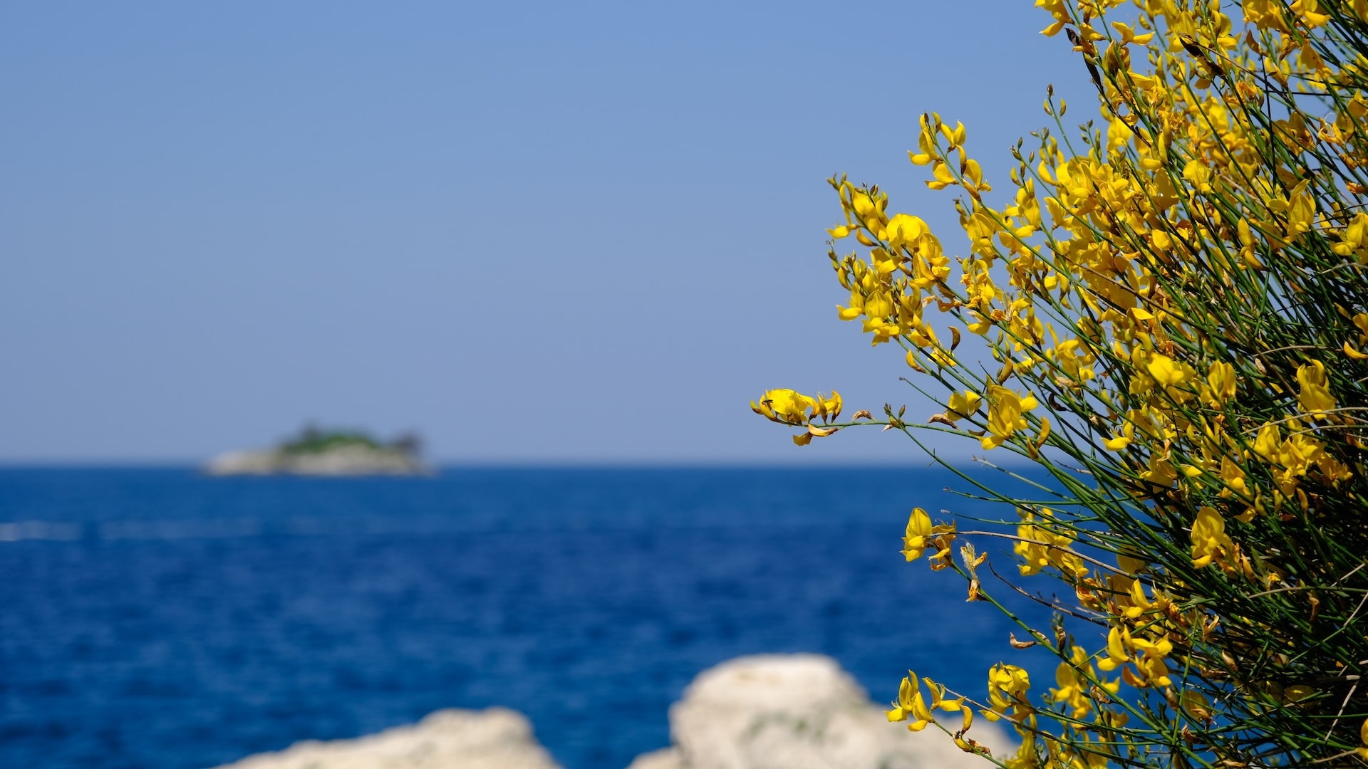 istrien-rovinj-blumen-meer-min